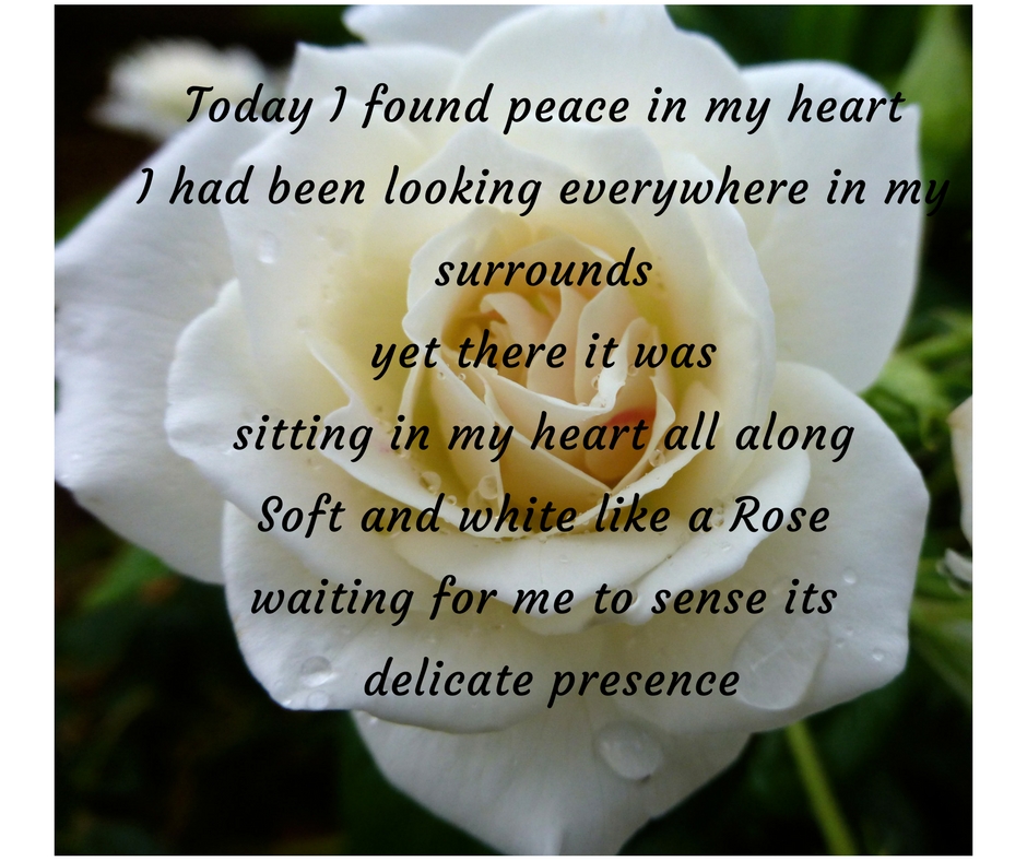 today-i-found-peace-in-my-hearti-had-been-looking-everywhere-in-my-surroundsyet-there-it-wassitting-in-my-heart-all-alongsoft-and-white-like-a-white-rosewaiting-for-me-to-sense-its-delicate-pre